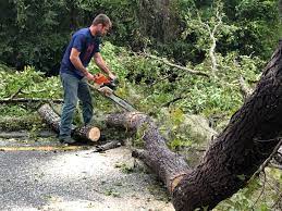 Best Root Management and Removal  in Aspen, CO