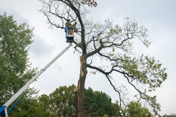 How Our Tree Care Process Works  in  Aspen, CO