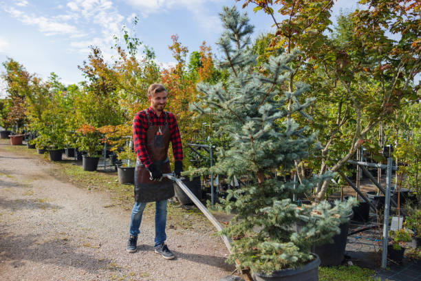 Best Tree Preservation Services  in Aspen, CO